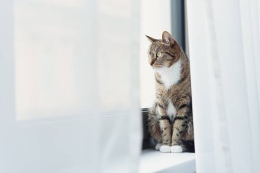 Büyük sarı gözlü komik kedi pencere eşiğinde oturuyor ve perdeleri gözetliyor.