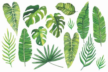 Set of tropical leaves. Tropical green leaves on white background. Set of hand drawn watercolor illustration. Exotic plants