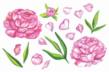 Vector hand painted floral elements set. Watercolor botanical illustration of peony and leaves. Natural objects isolated on white background