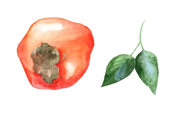 白地に水彩画を手描き 柿の実のイラスト 柿のスライス カット — ストック写真