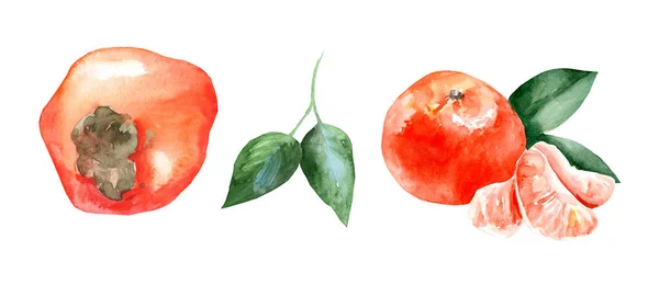Set Acquerello Frutti Invernali Mandarino Cachi Con Foglie Verdi Fondo — Foto Stock