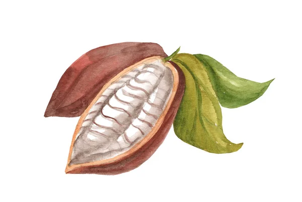 Akwarelowa Ilustracja Ziaren Kakao Gałęzi Odizolowanej Białym Tle Cięcie Wzdłużne — Zdjęcie stockowe