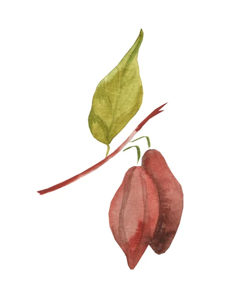Illustrazione Acquerello Fagioli Cacao Ramo Isolato Uno Sfondo Bianco Taglio — Foto Stock