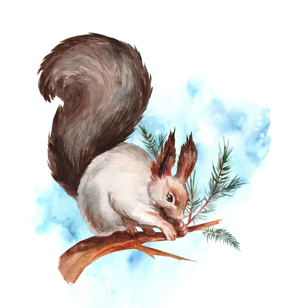 Eichhörnchen Auf Einem Fichtenzweig Isoliert Auf Weißem Hintergrund Realistische Aquarellbilder — Stockfoto