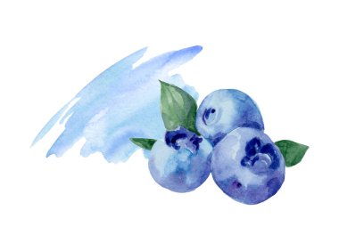 Yapraklı yabanmersini. Grafiksel el çizimi beyaz arkaplanda izole edildi. Sağlıklı yiyecekler, meyveler, vitaminler, vejetaryenlik