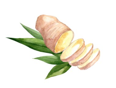 Elle çizilmiş zencefil ve Horseradish suluboya kroki. Gösterim amacıyla gıda tasarım.