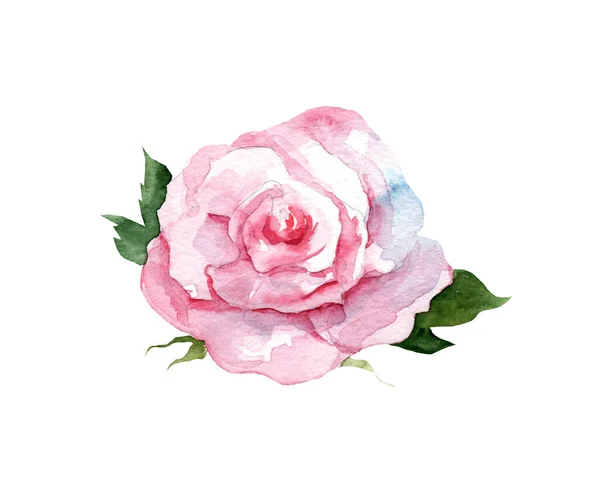 Illustrazione Acquerello Una Rosa Rosa Con Foglie Sfondo Bianco Botanica — Foto Stock
