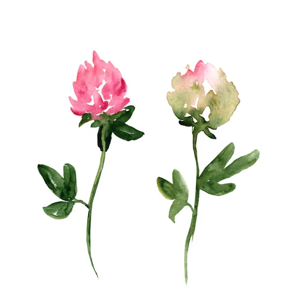 Ensemble Illustrations Aquarelles Trèfle Rose Isolé Sur Fond Blanc Plantes — Photo