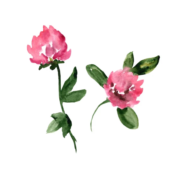 Набір Акварельних Ілюстрацій Рожевої Конюшини Ізольовані Білому Тлі Літні Рослини — стокове фото