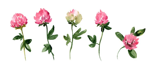 Set Van Aquarel Illustraties Van Roze Klaver Geïsoleerd Witte Achtergrond — Stockfoto