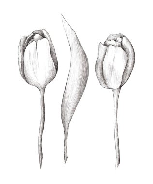 Beyaz arka planda yapraklı lalelerin el çizimi çizimleri. Grafikler. Bahar, çiçekler. Tatiller, 8 Mart, Sevgililer Günü