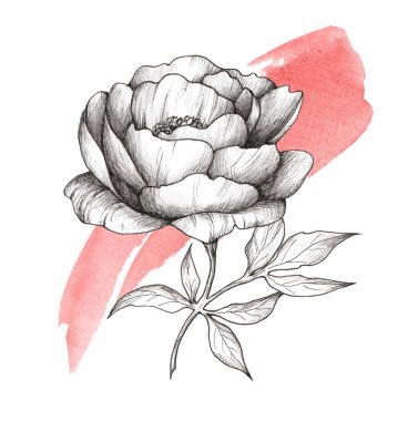 Şakayık grafik çizimi. Renkli suluboya lekeli siyah beyaz çiçek. Dövme.