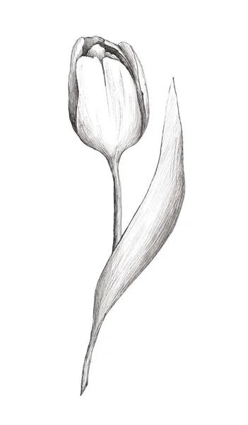 Множина Намальованих Ілюстрацій Тюльпанів Листом Білому Тлі Графіка Весна Квіти — стокове фото