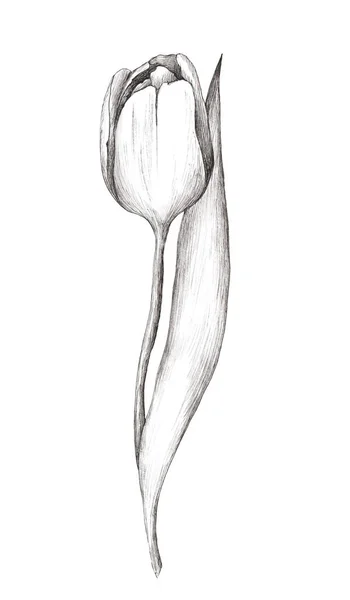 Ручной Рисунок Тюльпан Изолирован Белом Фоне Весна Цветы Праздники Марта — стоковое фото