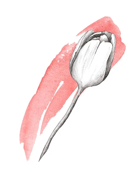 Illustrazione Disegnata Mano Tulipano Con Spruzzi Acquerello Primavera Fiori Feste — Foto Stock