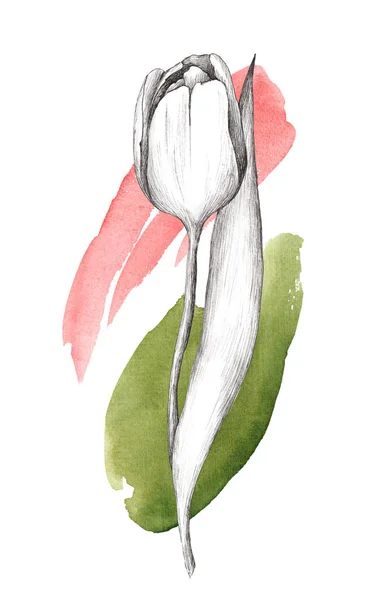 Ilustración Dibujada Mano Tulip Con Salpicaduras Acuarela Primavera Flores Festivos —  Fotos de Stock