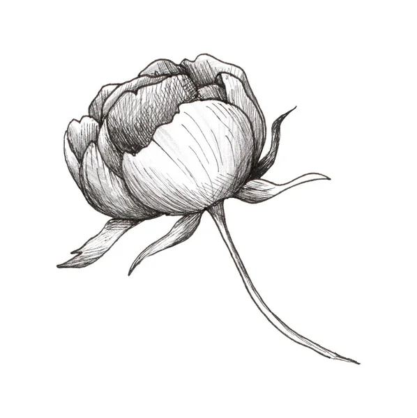 Пионская Графическая Иллюстрация Черно Белый Цветок Изолирован Белом Фоне Татуировка — стоковое фото