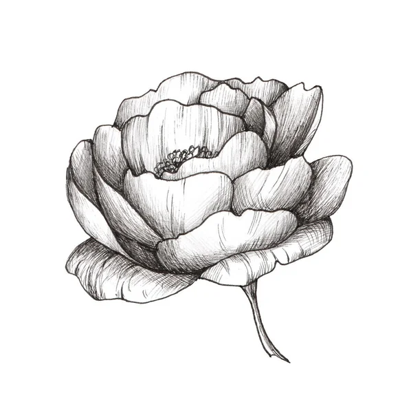Grafische Illustration Der Pfingstrose Schwarze Und Weiße Blume Isoliert Auf — Stockfoto