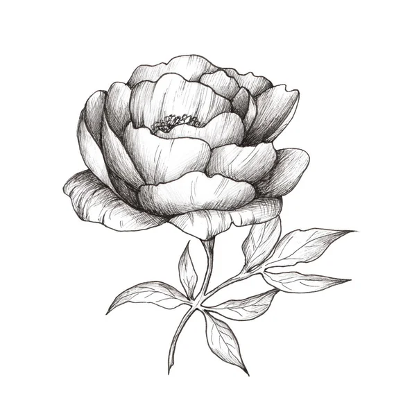 Illustrazione Grafica Peonia Fiore Bianco Nero Isolato Sfondo Bianco Tattoo — Foto Stock