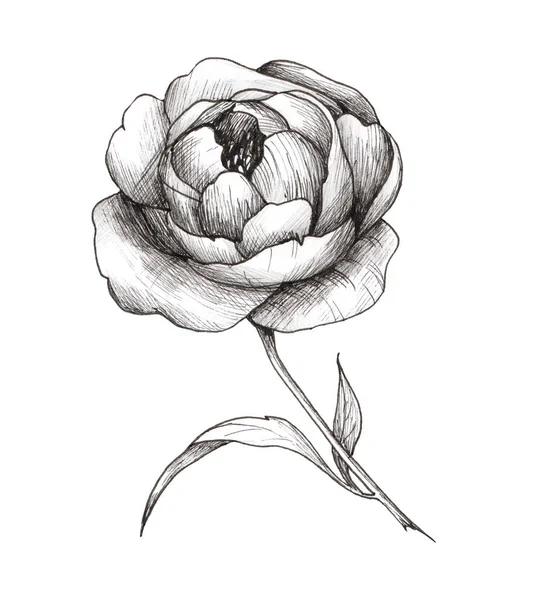 Наочний Приклад Чорно Біла Квітка Ізольована Білому Тлі Татуювання — стокове фото