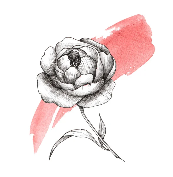 Пионская Графическая Иллюстрация Черно Белый Цветок Цветными Акварельными Брызгами Татуировка — стоковое фото