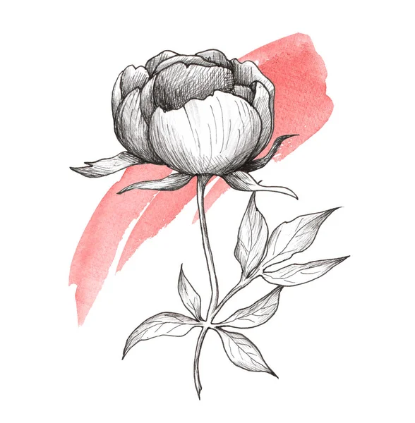 Peony Graphic Illustration Black White Flower Colored Watercolor Splashes Tattoo — Stock Photo, Image