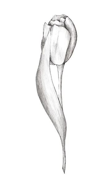 一套白色背景上有叶子的郁金香的手绘插图 三月八日 情人节 图库照片