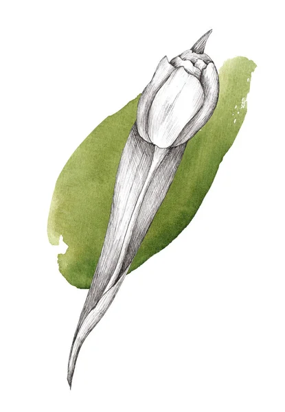 Handritad Illustration Tulpan Med Akvarell Stänk Våren Blommorna Helgdagar Mars Stockbild