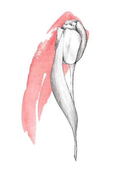 Handritad Illustration Tulpan Med Akvarell Fläckar Grafik Våren Blommorna Helgdagar Stockbild