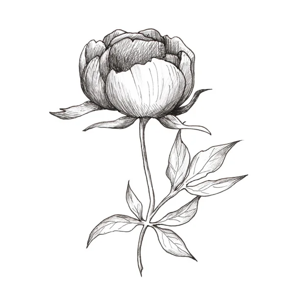 牡丹图解 黑色和白色的花朵在白色的背景上隔离开来 免版税图库图片