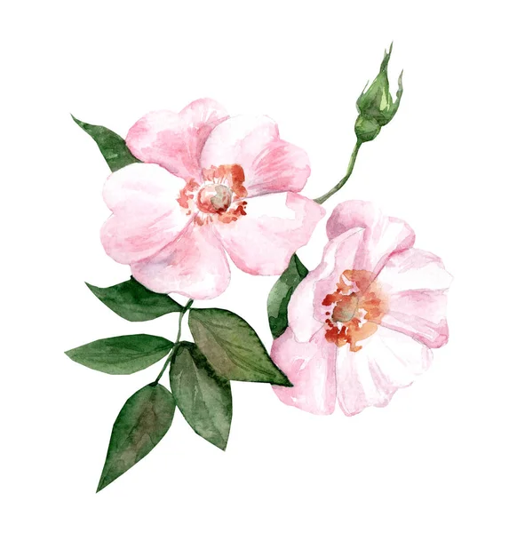 Rosehip Branch Pink Flowers Watercolor Realistic Botanical Illustration Medicinal Plants — Stock Photo, Image