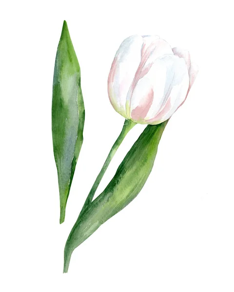 Witte Tulp Geïsoleerd Witte Achtergrond Aquarel Met Hand Getekend Lente — Stockfoto