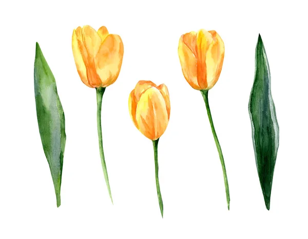 Gele Tulpen Geïsoleerd Witte Achtergrond Set Van Aquarelillustraties Lente Maart — Stockfoto