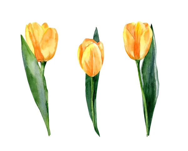 Жовті Тюльпани Ізольовані Білому Тлі Набір Акварельних Малюнків Вручну Весна — стокове фото
