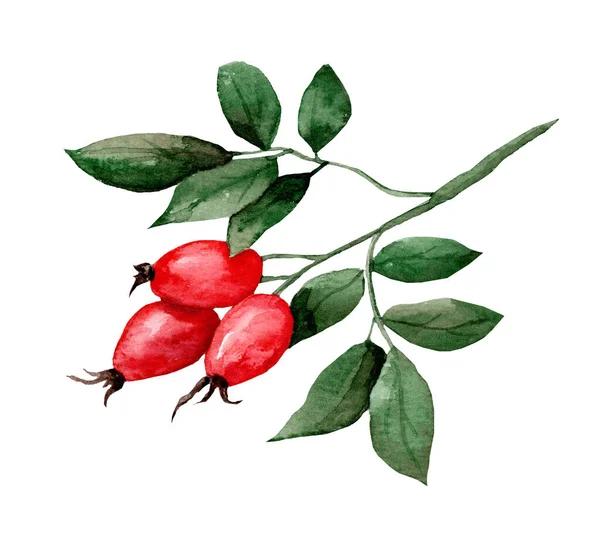 Rosehip Branch Ripe Red Berries Watercolor Hand Drawn Illustration Medicinal — Stock Photo, Image