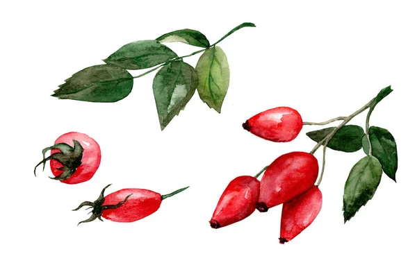 Rosehip Gałąź Dojrzałych Czerwonych Jagód Zestaw Akwarelowych Realistycznych Ilustracji Botanicznych — Zdjęcie stockowe