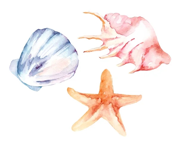 水彩纷呈的海贝壳 在孤立的白色背景上 夏季海洋气候 图库图片