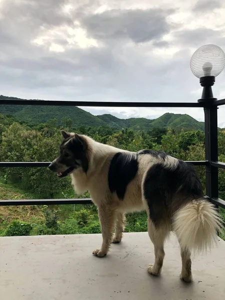 丘の上の景色を望むテラスに立つバンコクの犬 — ストック写真