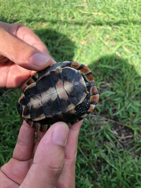 Menschen Aus Nächster Nähe Halten Winzigen Schildkrötenpanzer Tropenwald — Stockfoto