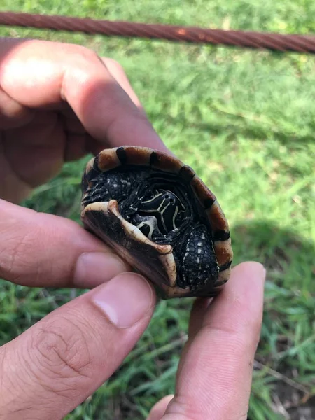 Nsanlar Tatlı Kaplumbağa Kafalarını Sert Kabuklarından Tutarlar — Stok fotoğraf