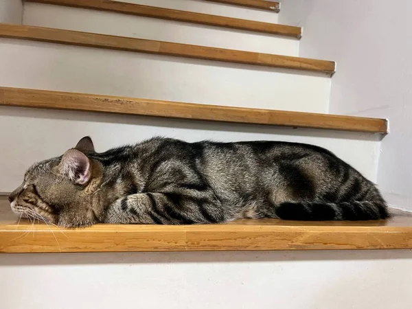 Τεμπέλικη Αμερικάνικη Κοντή Γάτα Ξαπλωμένη Στην Ξύλινη Σκάλα — Φωτογραφία Αρχείου