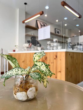 small green plant in water pot decorated in coffee shop