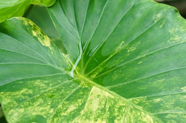 seçici odak Alocasia Gageana ile ev bahçesinde yağmur suyu 