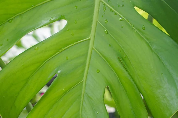 close up texture of green giant Monstera leaf in summer