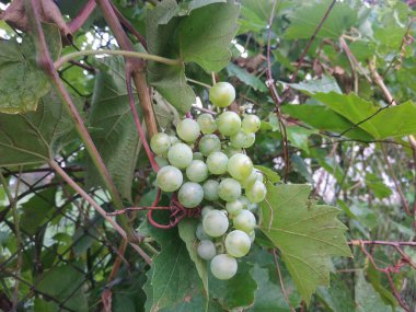 Kutudaki üzüm bağlarında üzüm hasadı. Üzüm hasat eden çiftçiler. Şarap yapma konsepti