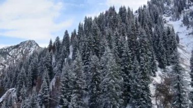 Kışın karlı bir orman. Drone Kazakistan 'ı vurdu.