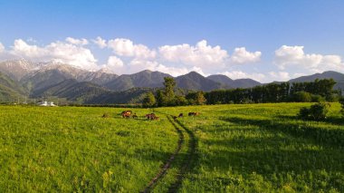 Atlarla ve dağlarla dolu bir manzara.