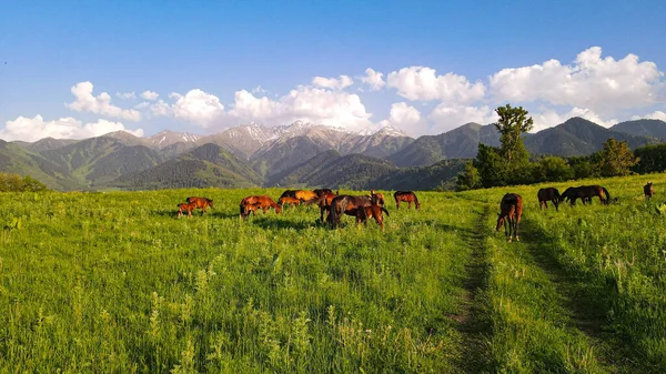 Paisagem Com Cavalos Montanhas — Fotografia de Stock