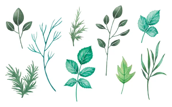Σετ Φύλλων Ακουαρέλας Διάφορα Πράσινα Φύλλα Και Διακόσμηση Κλαδιών Σχεδιασμός — Διανυσματικό Αρχείο