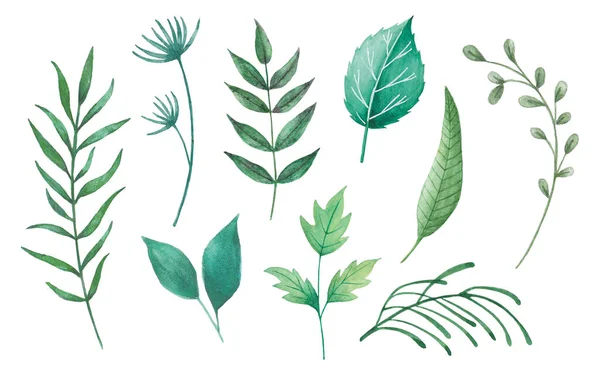 Набір Листя Акварелі Різні Зелені Листки Ілюстрації Гілок Дизайн Декоративних — стоковий вектор